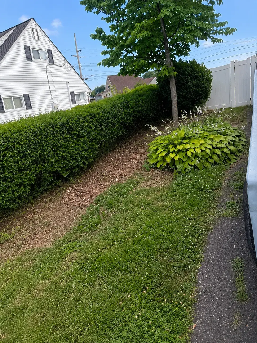 Same side yard cleared from the tree line to the fence after junk removal